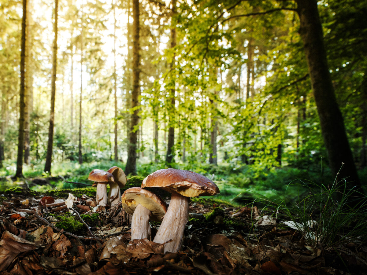 Mushrooms
